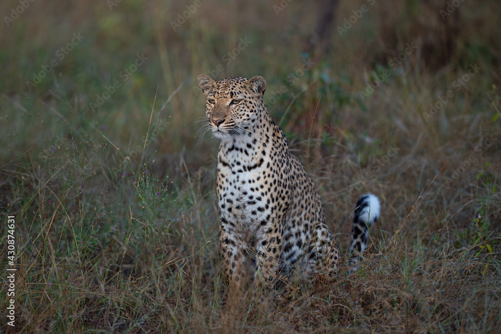 Fototapeta premium Female Leopard seen on a safari in South Africa