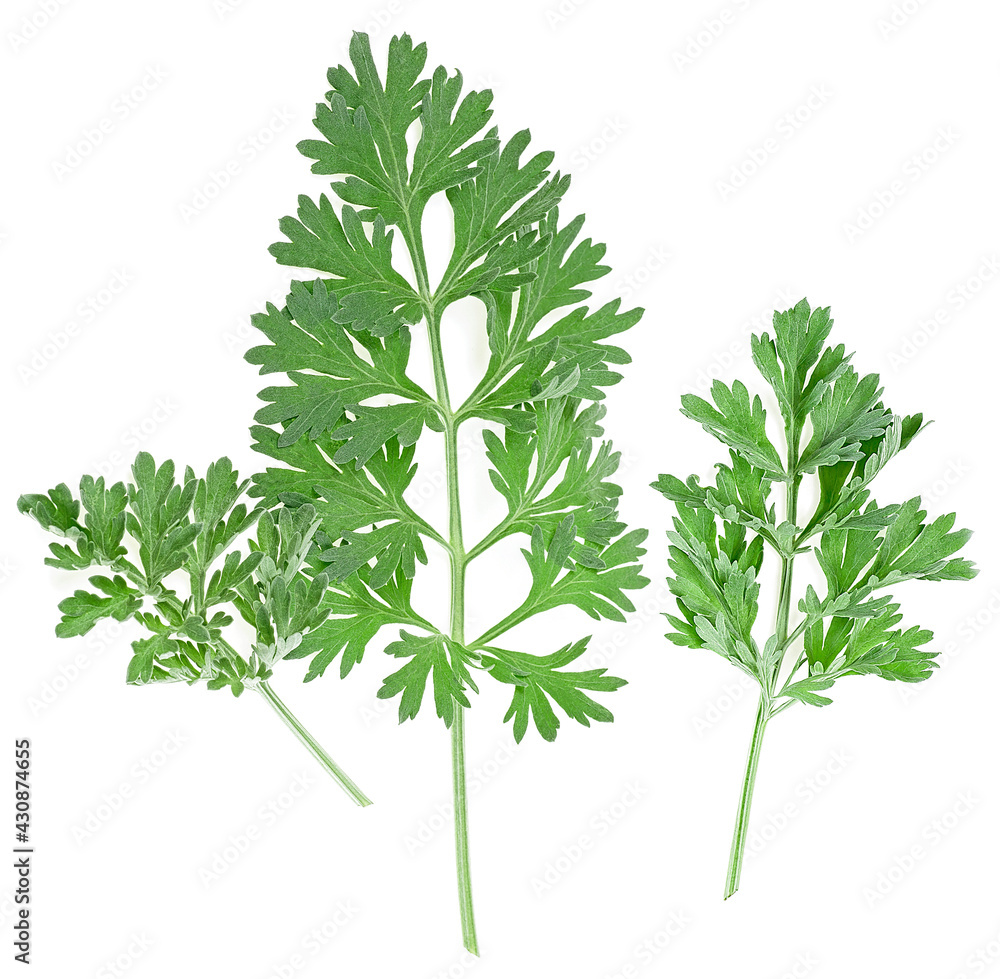 Wormwood branches isolated on a white background, top view. Medicinal wormwood. Artemisia. Wormwood branches isolated on a white background, top view. Medicinal wormwood. Artemisia.