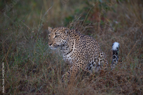 A female leopard stalking prey on a safari in South Africa