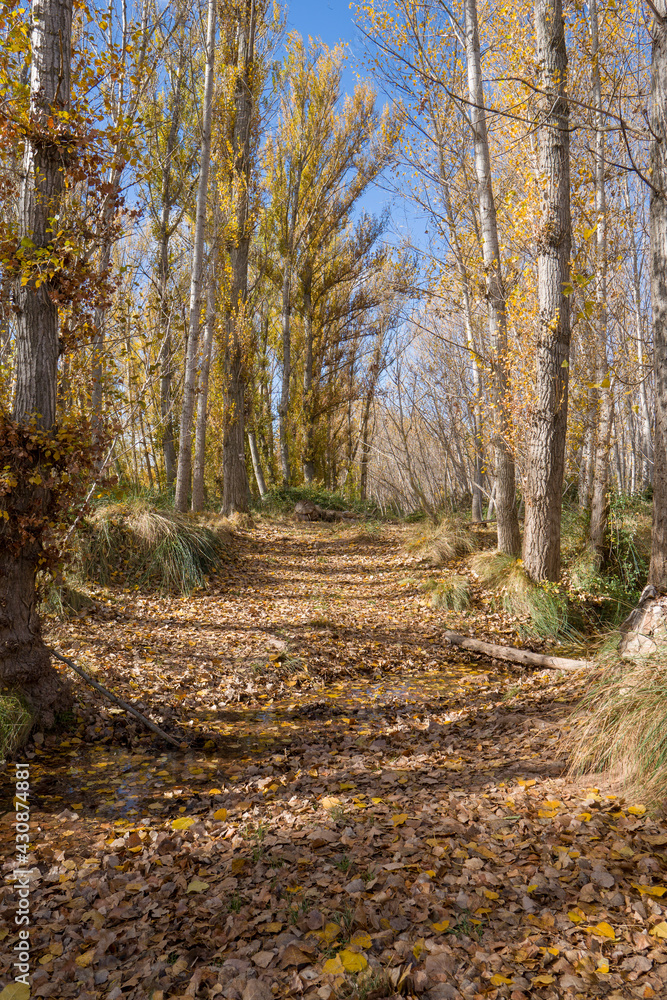 Fototapeta premium Autumn in Gudar mountains Teruel Aragon Spain