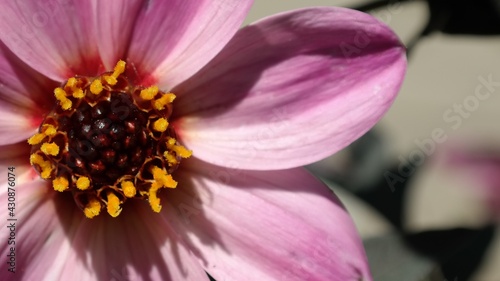 Pink daisy flower close up.