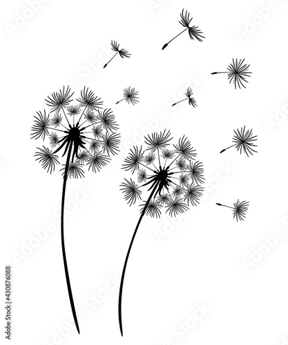Set of dandelions. Black silhouette of two dandelions on a white background. Floral patterns  clipart. Spring flower with flying seeds. Vector illustration. Monochrome drawing.