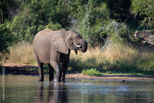 Elephants having a drink on a safari in South Africa © rudihulshof