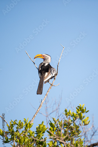 A Yellow-Billed Hornbill seen on a safari in South Africa
