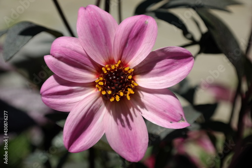 Pink daisy flower with yellow pollen.