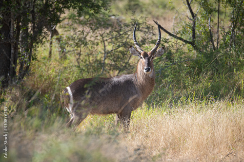 A Waterbuck male seen on a safari in South Africa