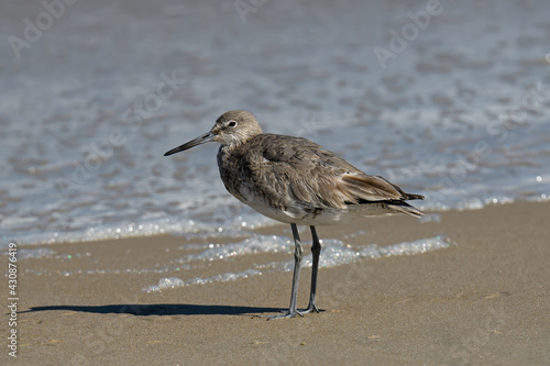 A willet on the beach. It is a large and robust shorebird and sandpiper and largest of the species called shanks in the genus Tringa.  Often seen searching for food along the shoreline.