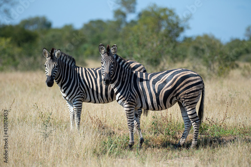 Southern Plains Zebra seen on a safari in South Africa