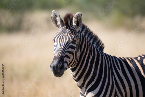 Southern Plains Zebra seen on a safari in South Africa