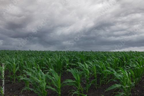 Corn field with a storm moving in