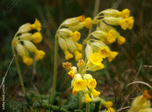 vibrant yellow spring cowslips growing wild in open meadows on Salisbury Plain military training area  