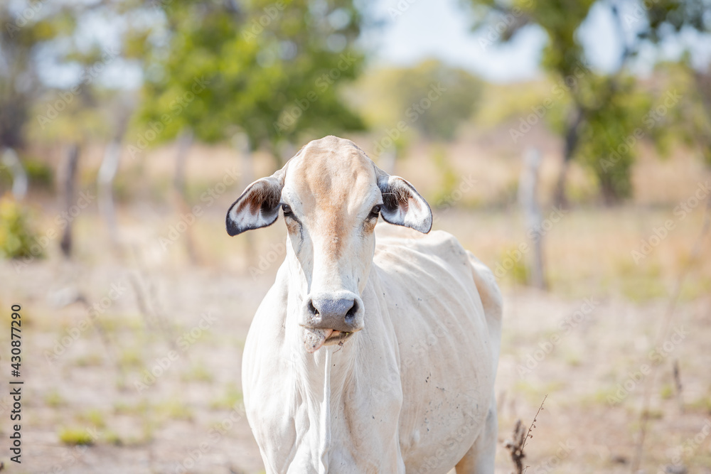 portrait of a cow