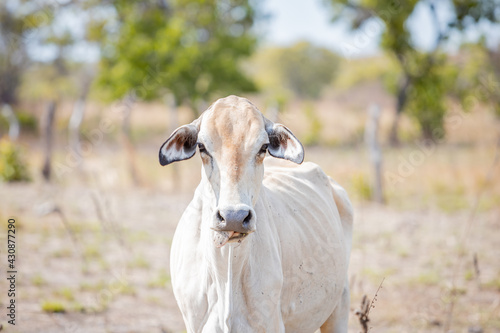 portrait of a cow