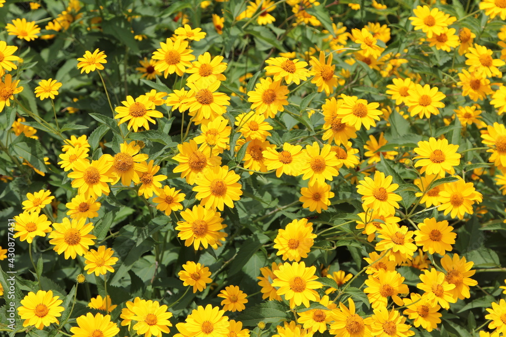 Yellow bush daisy flowers