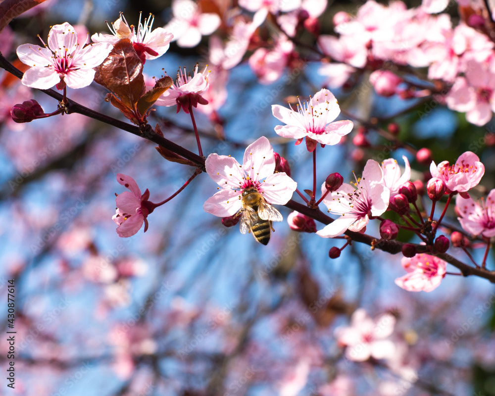 Fototapeta premium The bee sits on a flower of a bush blossoming and pollinates him
