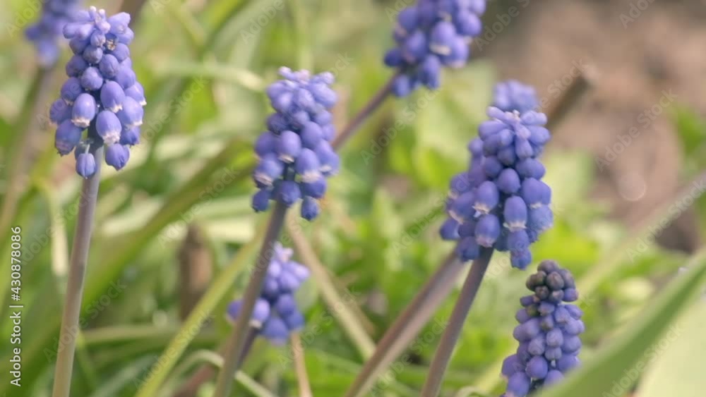 Armenian Grape Hyacinth (Muscari botryoides) swaying in the wind in garden. Blooming of beautiful flowers on spring bed. Traditional easter flowers, macro, close-up Armenian Grape Hyacinth (Muscari botryoides) swaying in the wind in garden. Blooming of beautiful flowers on spring bed. Traditional easter flowers, macro, close-up