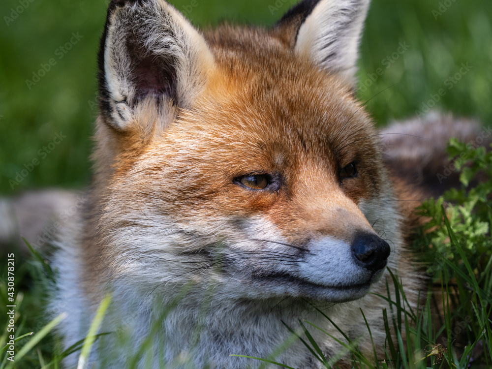 Fototapeta premium Red Fox Close-up in a Meadow