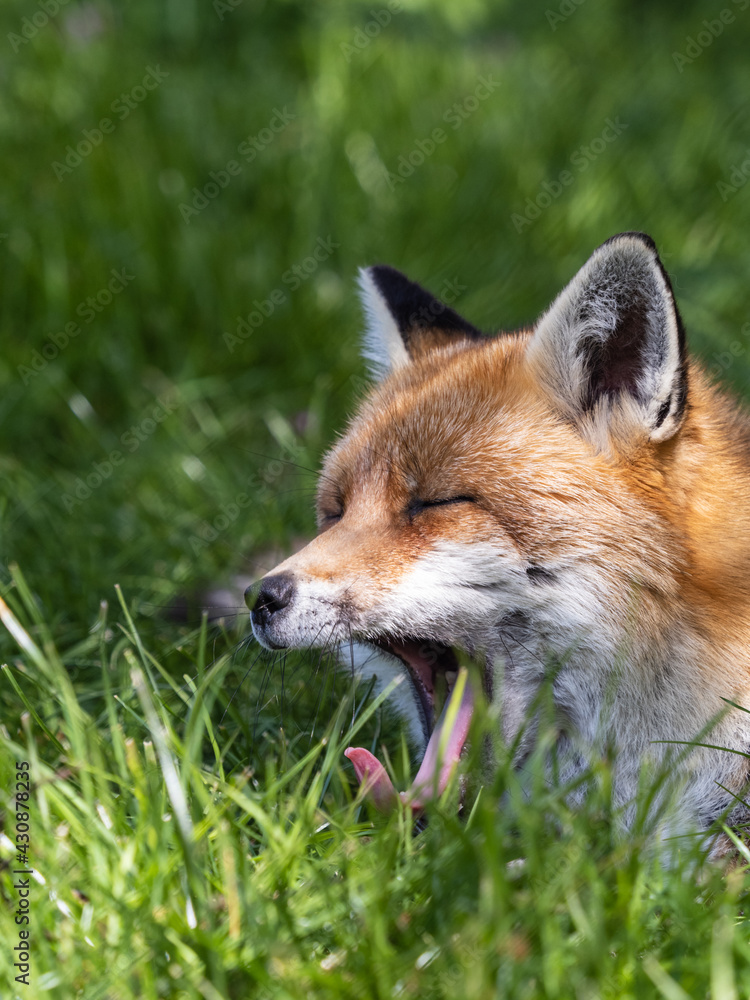 Fototapeta premium Red Fox Yawning Close-up in a Meadow