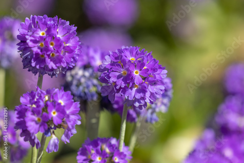Purple Flowers in the Spring