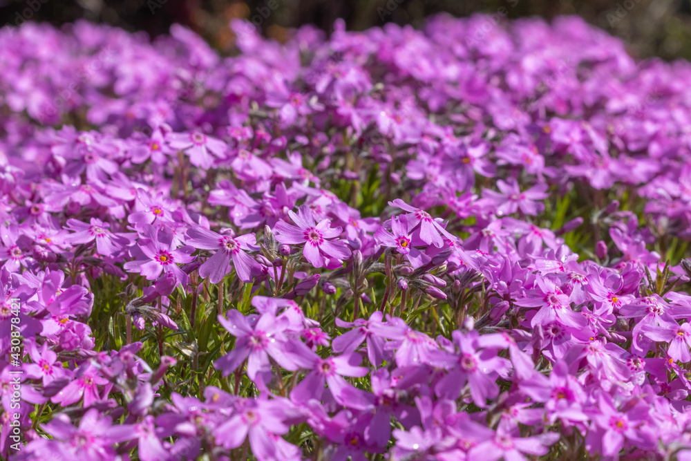 Phlox Subulata flowers in Scotland Phlox Subulata flowers in Scotland