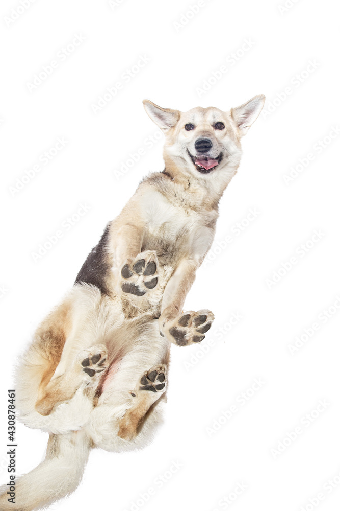 From bellow mixed breed shepherd dog standing isolated on white background