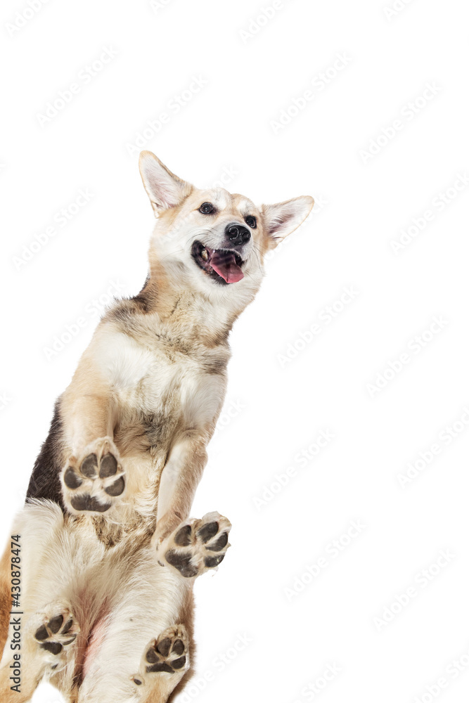 From bellow mixed breed shepherd dog standing isolated on white background