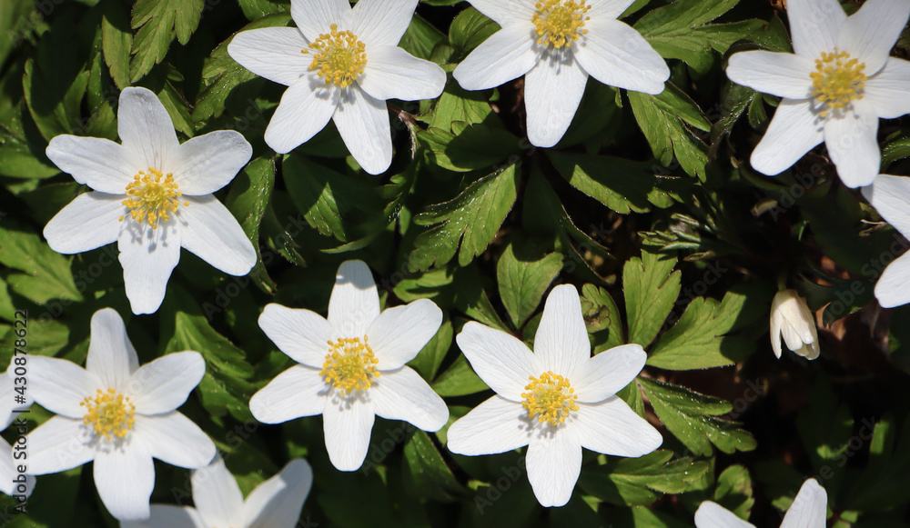 White Anemones during Spring in Sweden, Scandinavia. White Anemones during Spring in Sweden, Scandinavia.