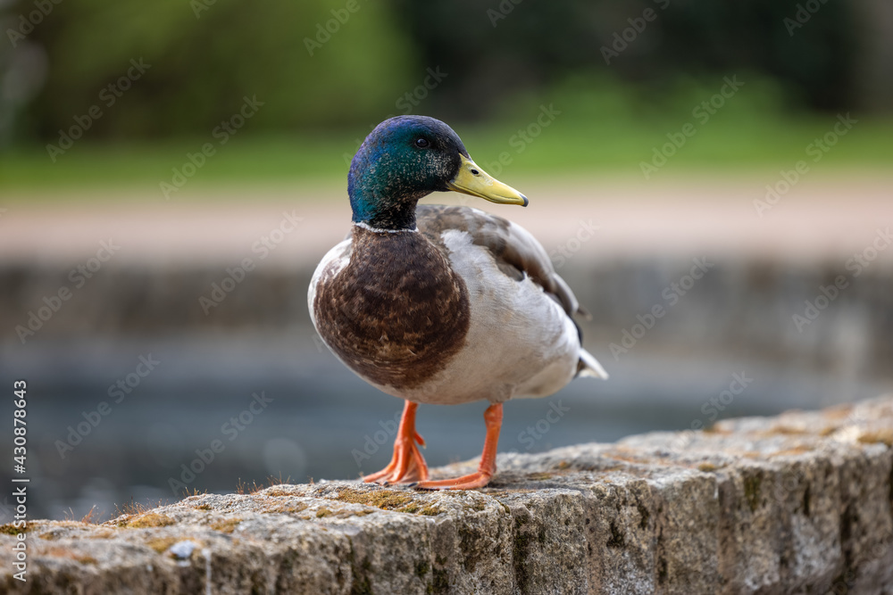 Mallard Duck standing on a wall Mallard Duck standing on a wall