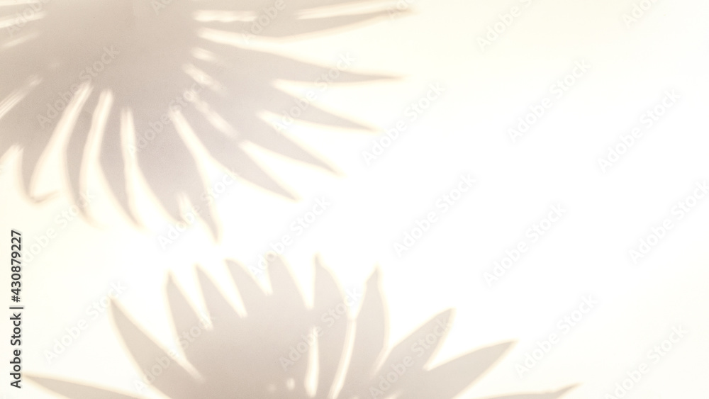 Space shadow summer background. Plant leaf shadows on white wall in abstract tropical sunlight texture. Exotic travel conception. Template background for text, wallpaper.