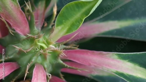 Top of cactus close up.