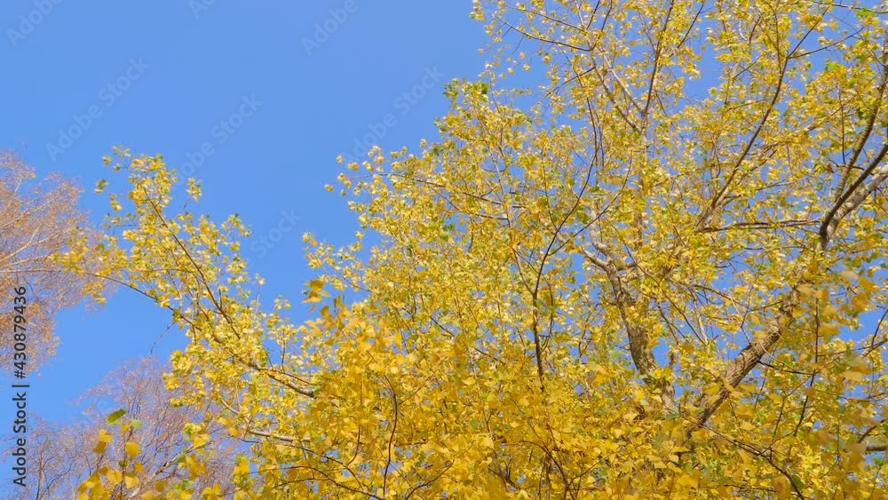 Low angle of autumn tree branches with yellow leaves swaying in wind against blue sky in park, forest: nobody, no people - slow motion. Nature, landscape and peaceful concept Low angle of autumn tree branches with yellow leaves swaying in wind against blue sky in park, forest: nobody, no people - slow motion. Nature, landscape and peaceful concept