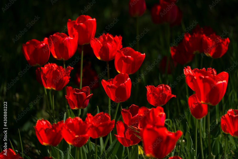 Obraz premium Tulips in Park at Spring