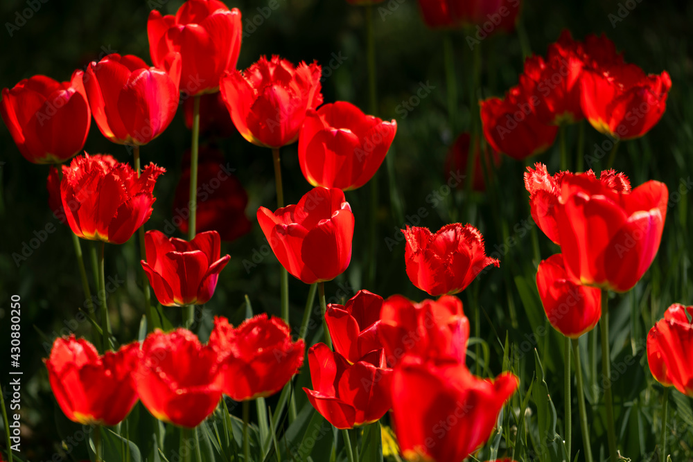 Tulips in Park at Spring Tulips in Park at Spring