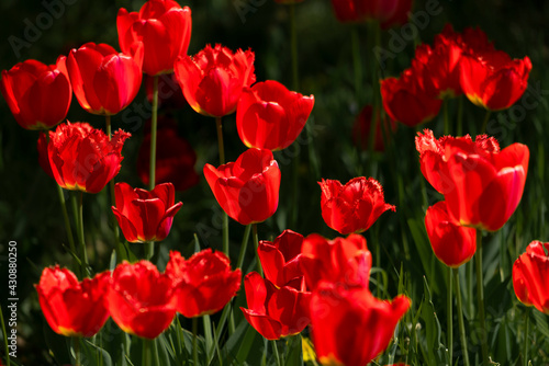 Tulips in Park at Spring