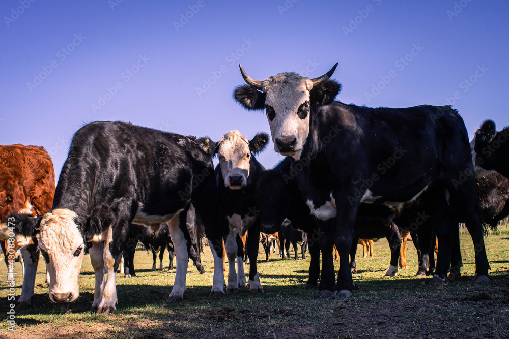 cow on farm in field of Cordoba Argentina cow on farm in field of Cordoba Argentina