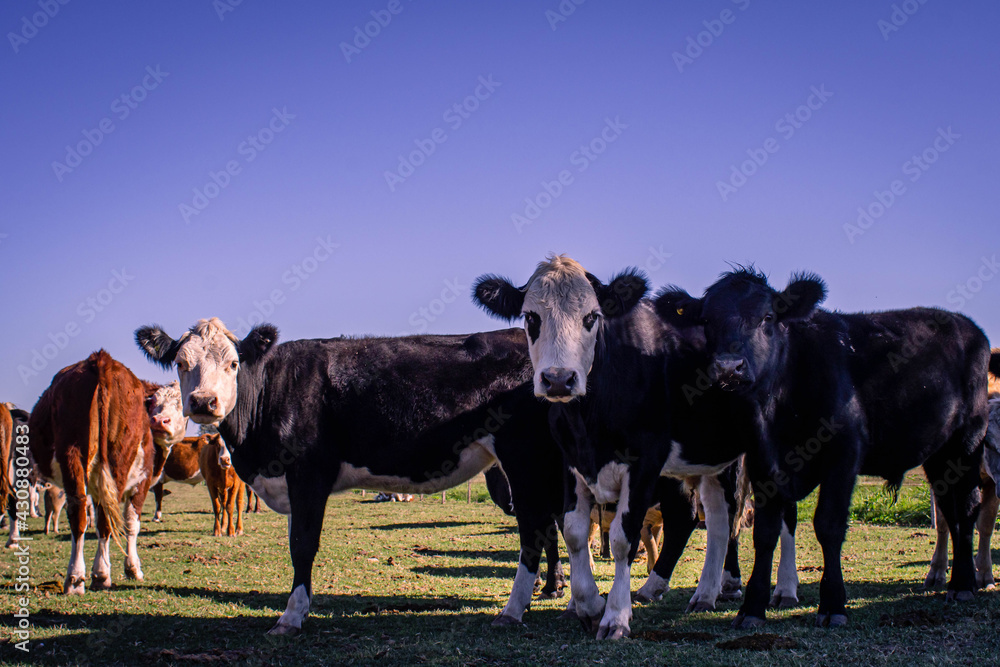 cow on farm in field of Cordoba Argentina