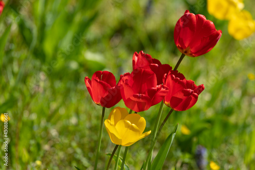 Tulips in Park at Spring