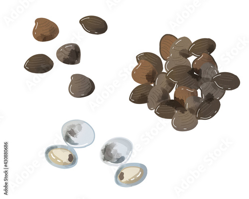 シジミ　水彩風