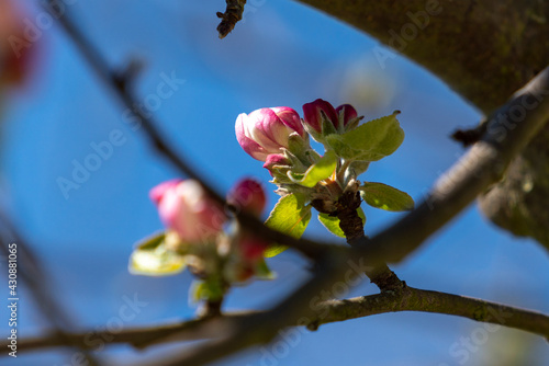 Blossoms on a tree in the park