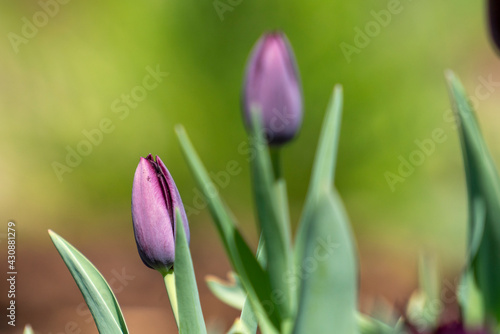 Tulips in Park at Spring