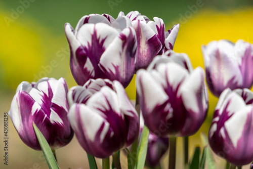 Tulips in Park at Spring