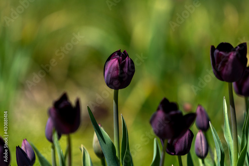 Tulips in Park at Spring