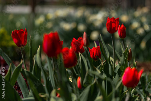 Tulips in Park at Spring