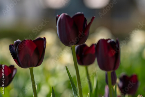 Tulips in Park at Spring