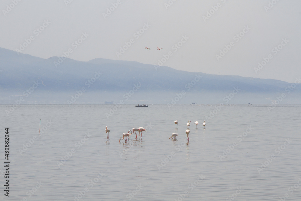 Fototapeta premium flamingos in pond