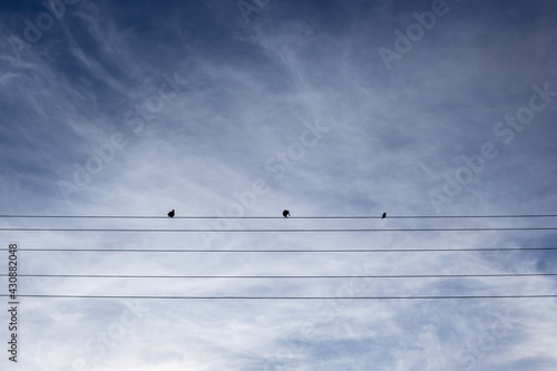 Birds sit on wires against a blue sky