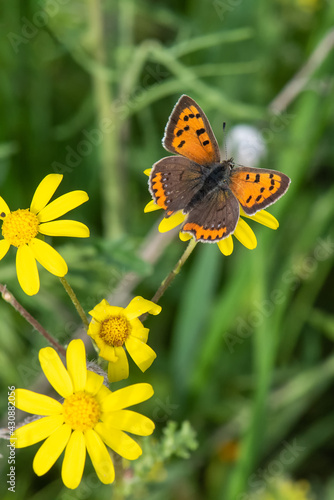 butterfly on yellow flower © Yasin
