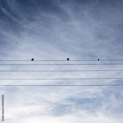 Birds sit on wires against a blue sky