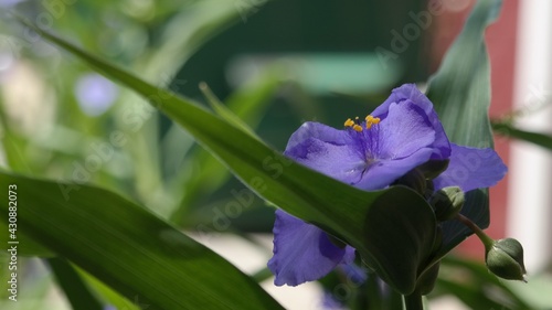 Indigo spiderwort flower bloom.