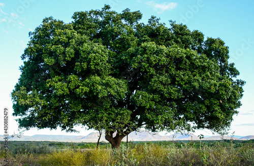 Tree of Life